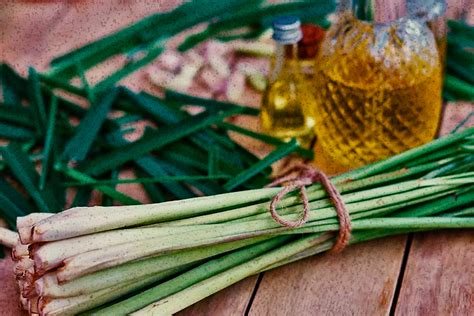 lemon cams philippines|Lemongrass: A Flavorful and Nutritious Gem in Filipino and .